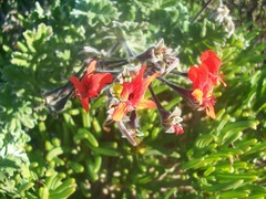 Pelargonium fulgidum
