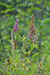 Spiraea