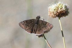 Erynnis tristis