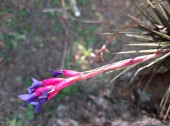 Tillandsia aeranthos