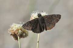 Erynnis tristis