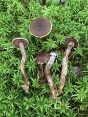 Cortinarius evernius