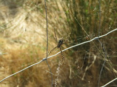 Argiope trifasciata