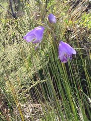 Gladiolus rogersii