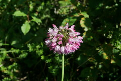 Allium rotundum jajlae