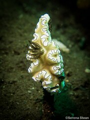 Doriprismatica atromarginata