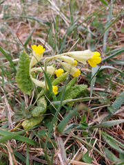 Primula veris macrocalyx