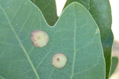 Neuroterus quercusbaccarum