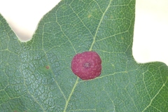 Neuroterus quercusbaccarum