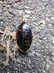 Opisthoplatia orientalis