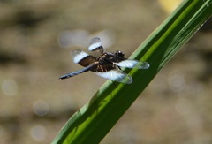 Libellula luctuosa