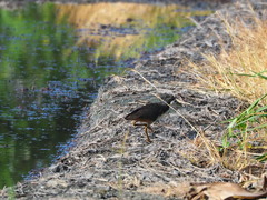 Amaurornis phoenicurus