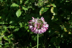 Allium rotundum jajlae