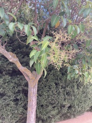 Ligustrum vulgare