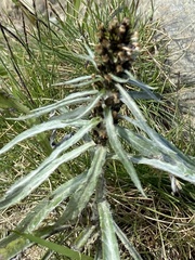 Omalotheca norvegica