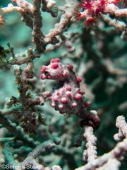 Hippocampus bargibanti