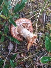 Cortinarius mucosus