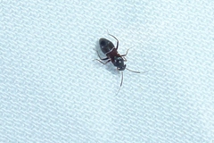 Pilophorus perplexus