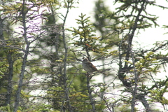 Zonotrichia albicollis