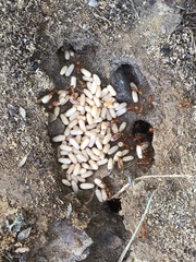 Formicinae