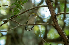 Setophaga pensylvanica