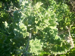 Pelargonium fulgidum