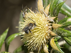 Tetraloniella hohmanni