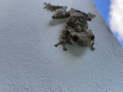 Trachycephalus vermiculatus