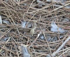 Sphodromantis viridis