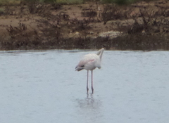 Phoenicopterus roseus