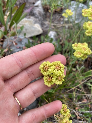 Queens River Trail