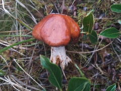 Cortinarius mucosus