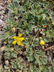 Potentilla acaulis