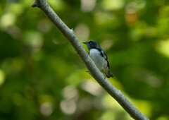 Setophaga caerulescens