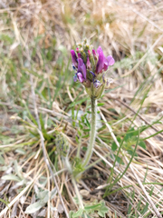 Oxytropis