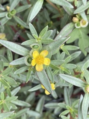 Portulaca umbraticola