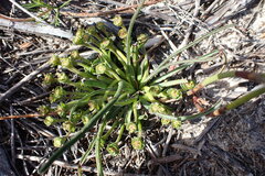 Euphorbia silenifolia
