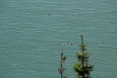 Phoca vitulina vitulina