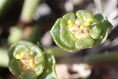 Euphorbia silenifolia