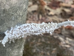 Grylloprociphilus imbricator