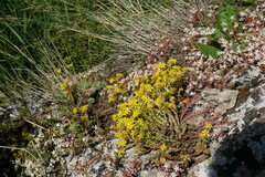 Sedum acre