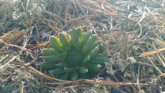 Orostachys spinosa