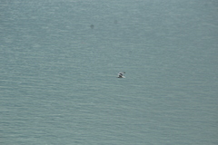 Larus argentatus