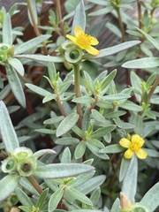Portulaca umbraticola