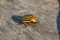 Leptinotarsa decemlineata