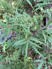 Comptonia peregrina