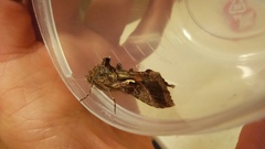 Autographa gamma