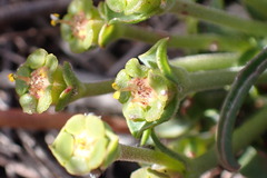 Euphorbia silenifolia