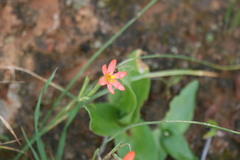Moraea bifida