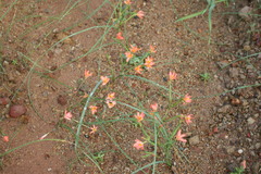 Moraea bifida